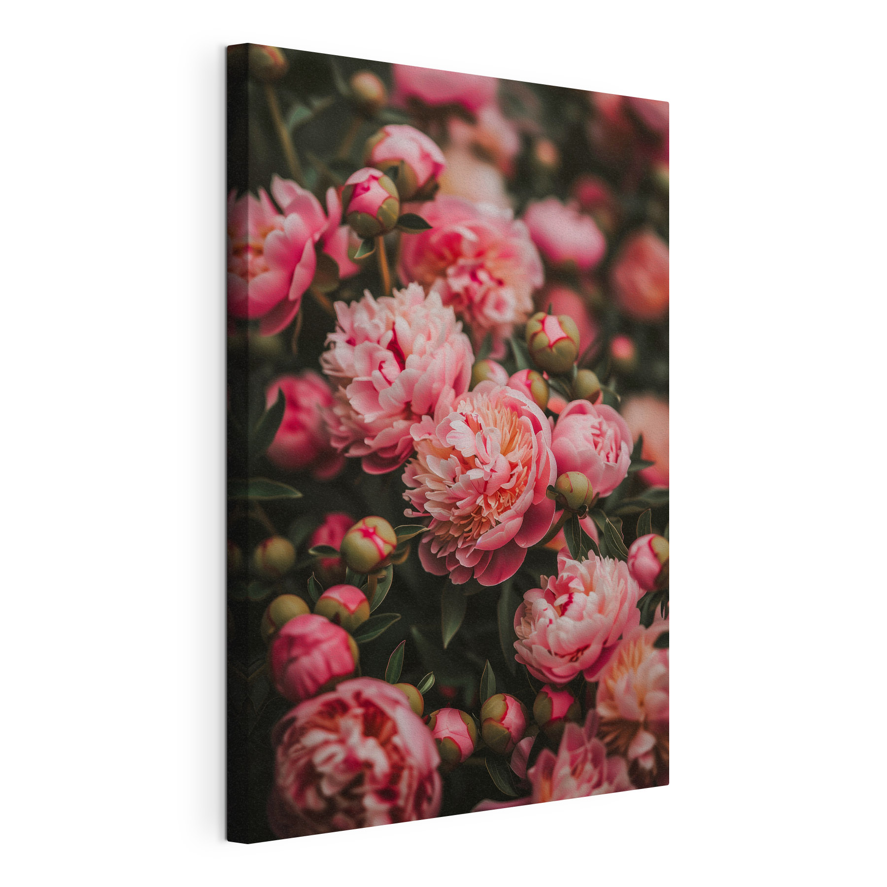 Group of pink flowers