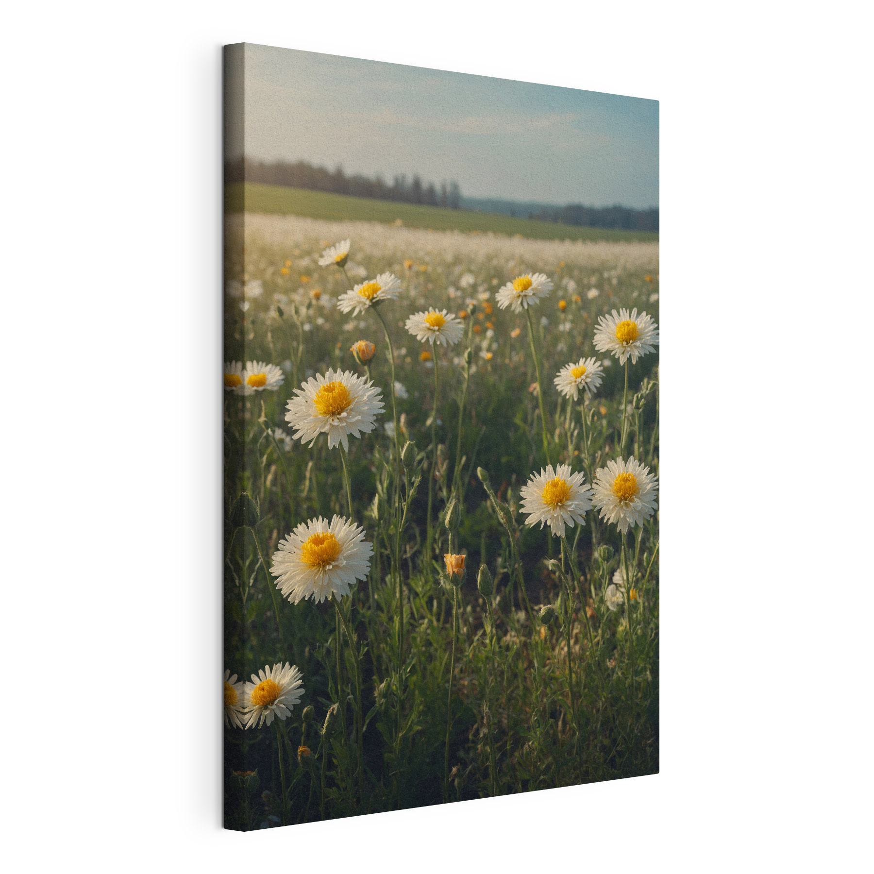 Field of white and yellow flowers
