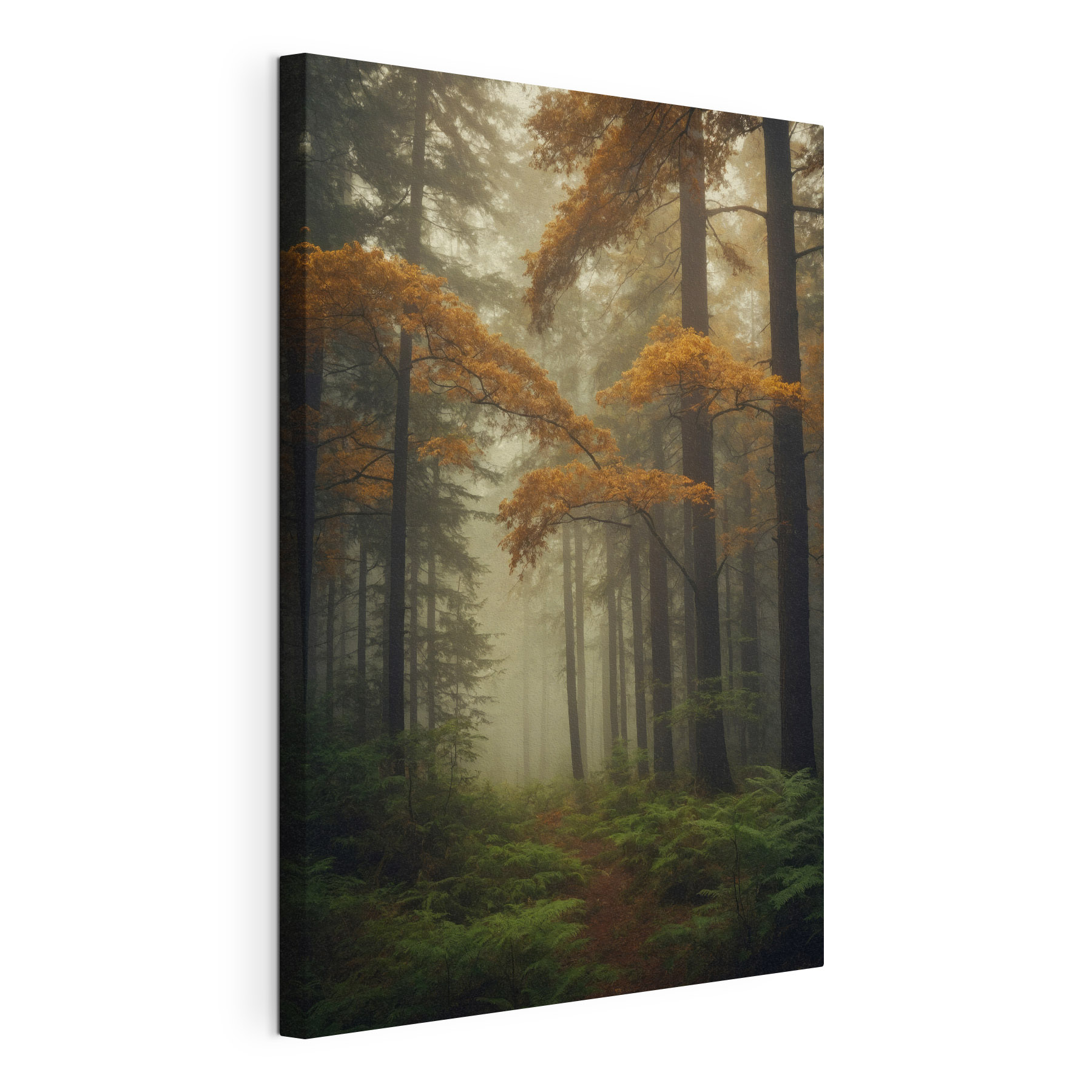 Forest with trees and fog Forest with trees and fog