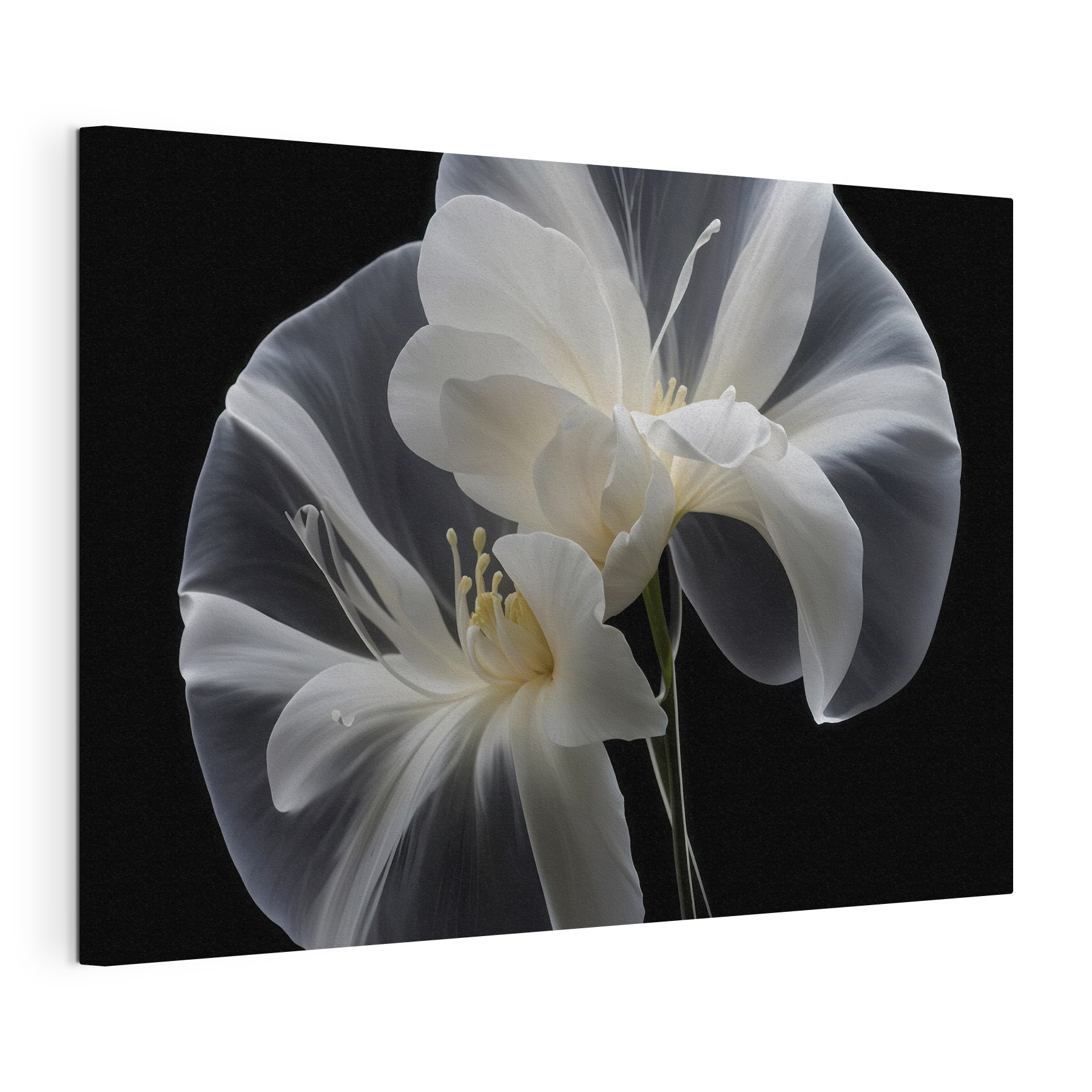 Elegant white flowers against black background Elegant white flowers against black background