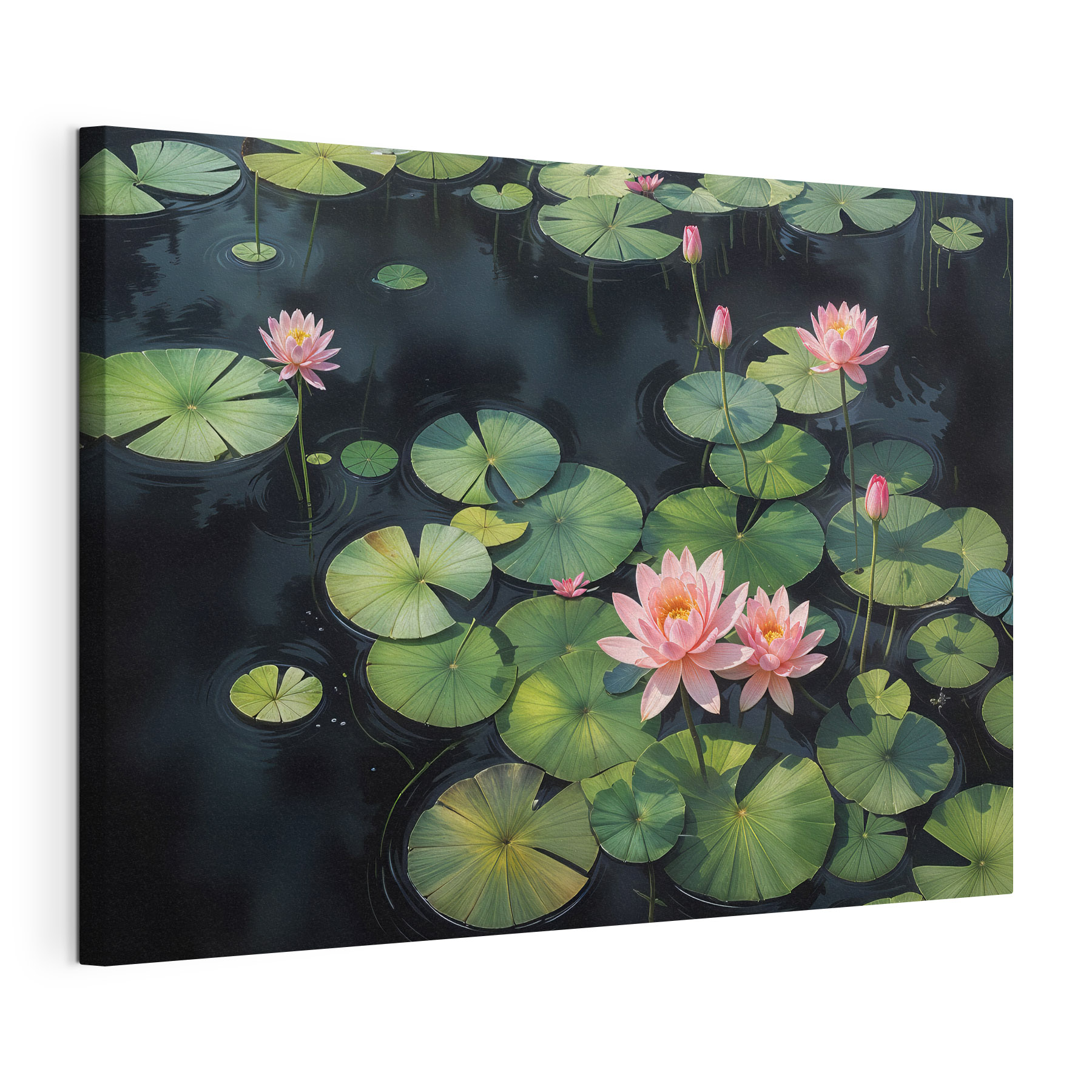 Group of pink flowers and green leaves in a pond Group of pink flowers and green leaves in a pond