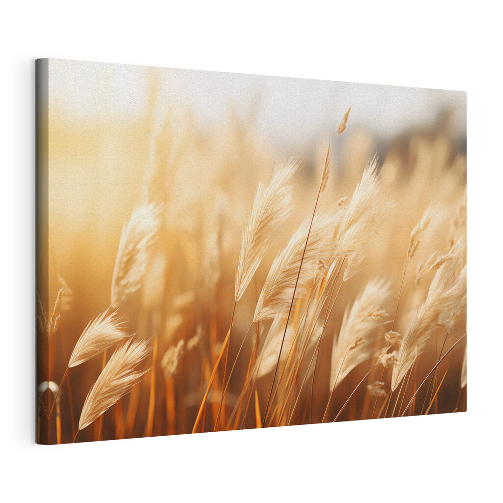 Warm sunlight on swaying grasses Warm sunlight on swaying grasses