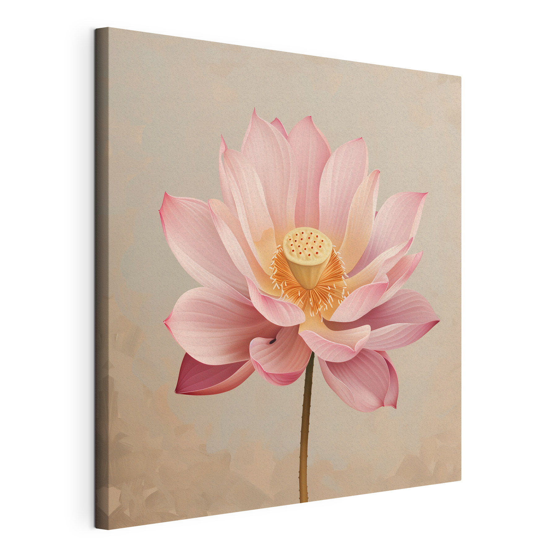 Delicate pink lotus flower in bloom