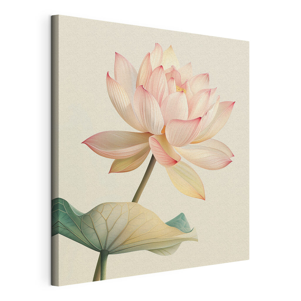 Gentle beauty of a blooming lotus Gentle beauty of a blooming lotus