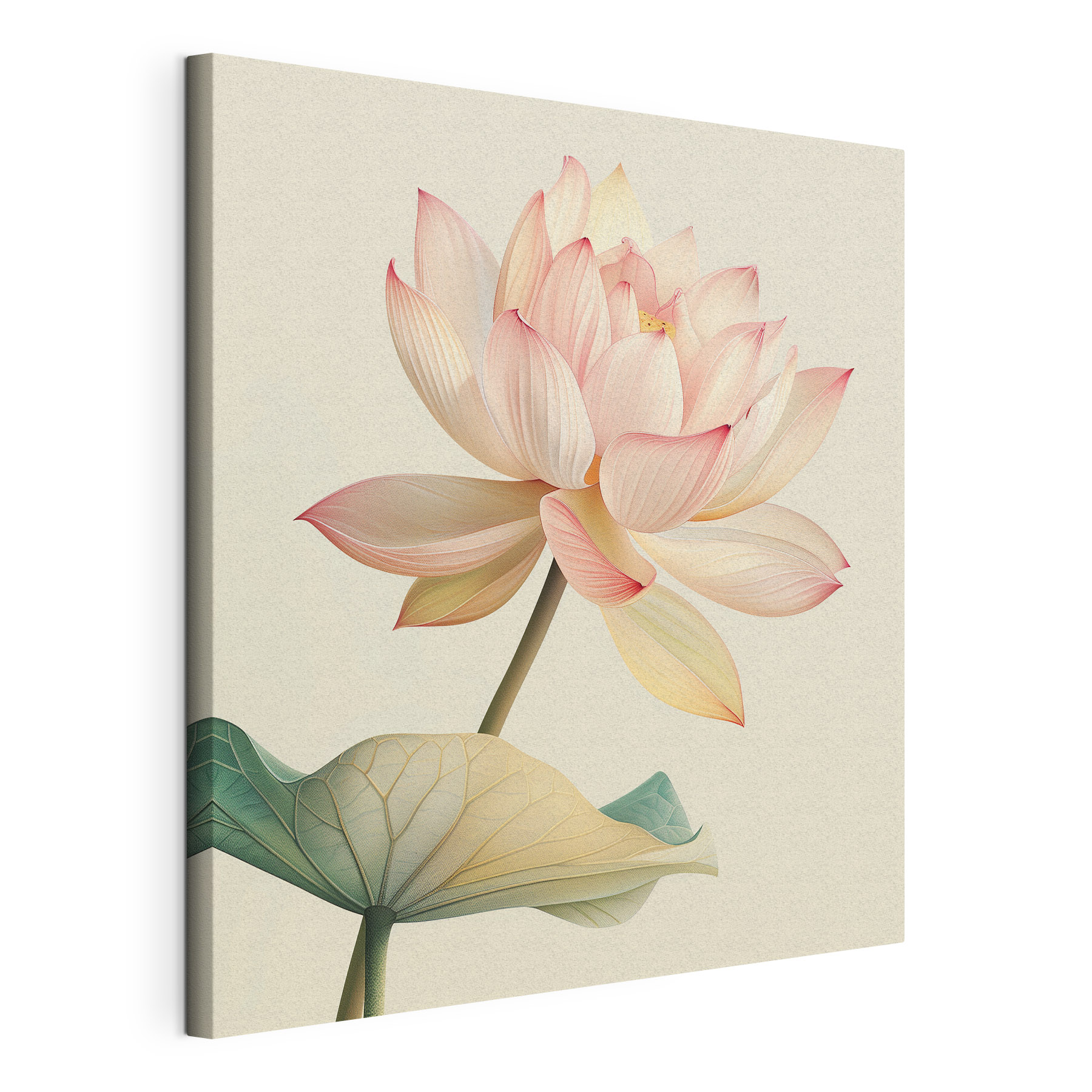 Gentle beauty of a blooming lotus Gentle beauty of a blooming lotus