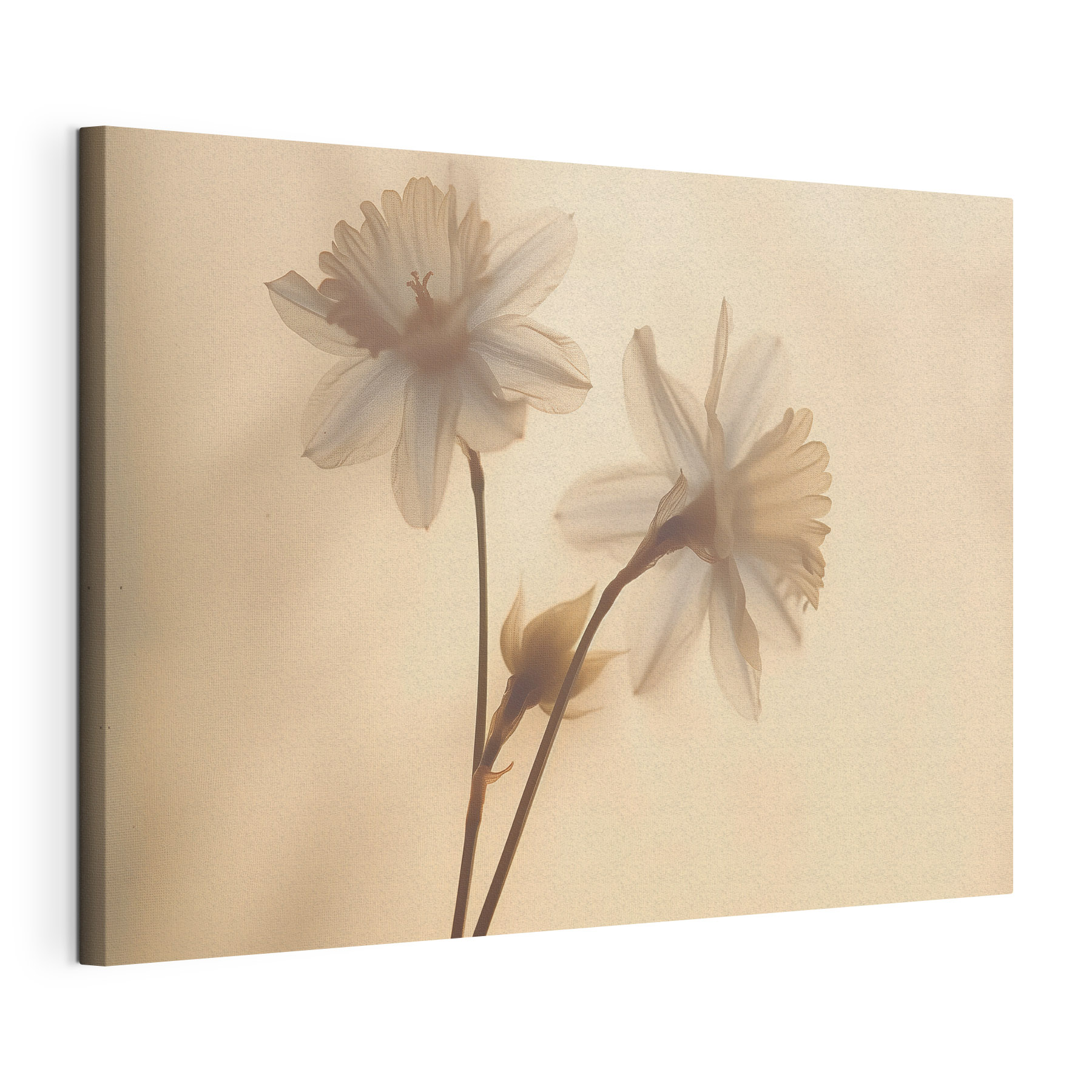 Delicate flowers in soft light