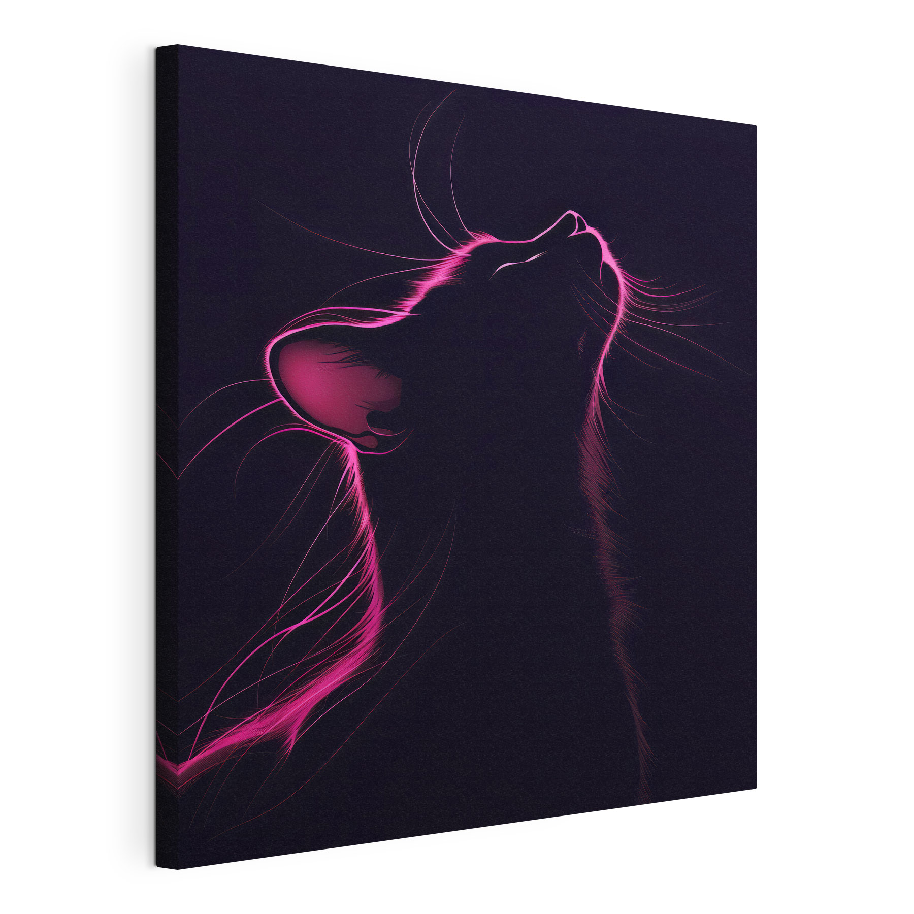 Cat with pink lights Cat with pink lights