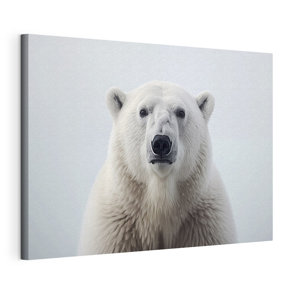 Polar bear looking at the camera Polar bear looking at the camera