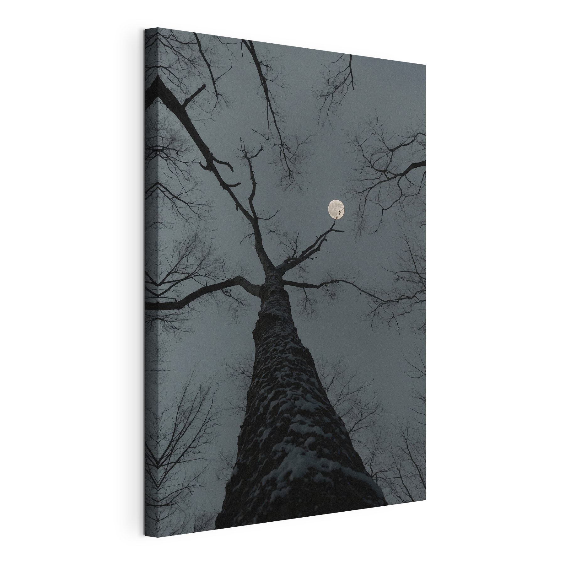 Tree with the moon in the background Tree with the moon in the background