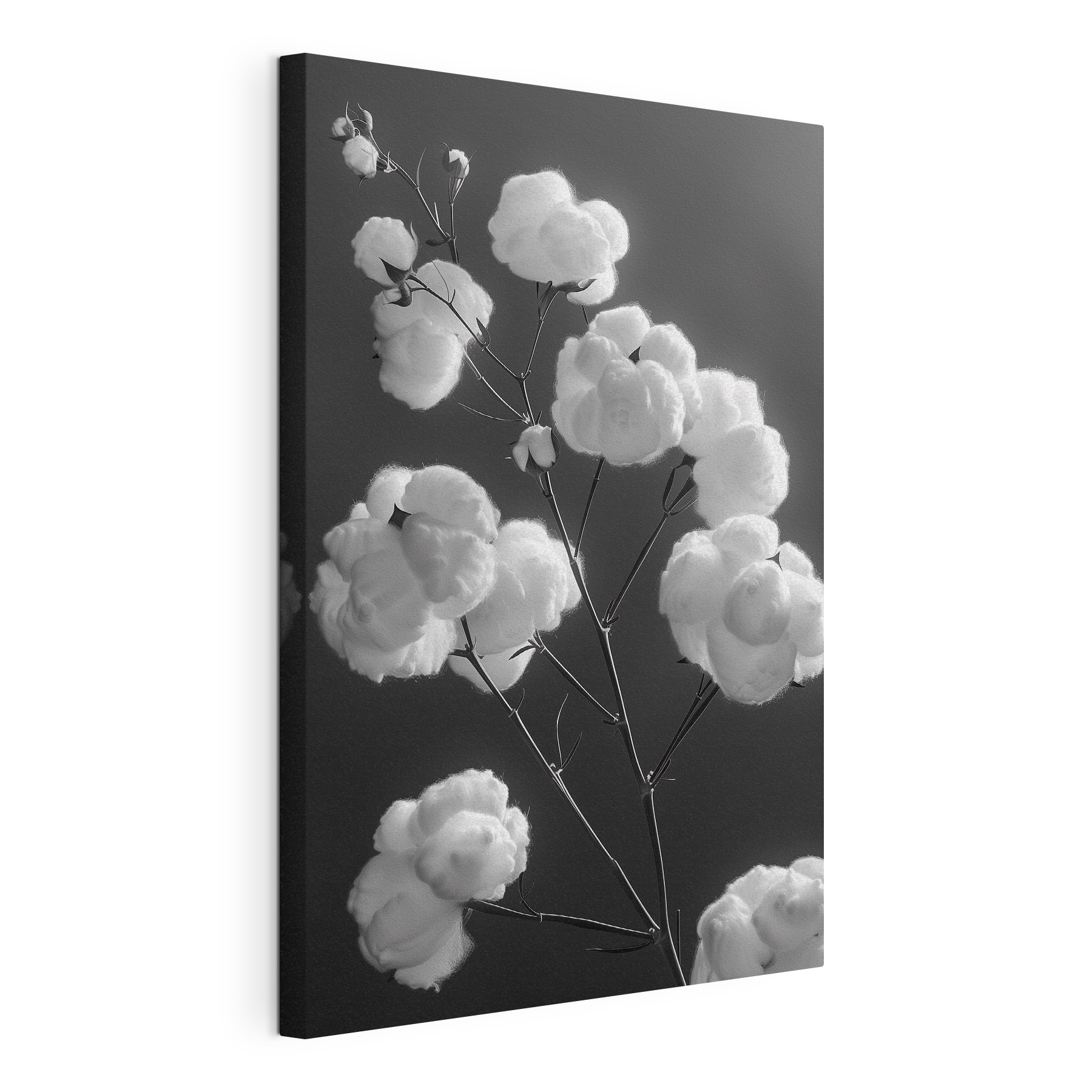 Plant with cotton balls Plant with cotton balls