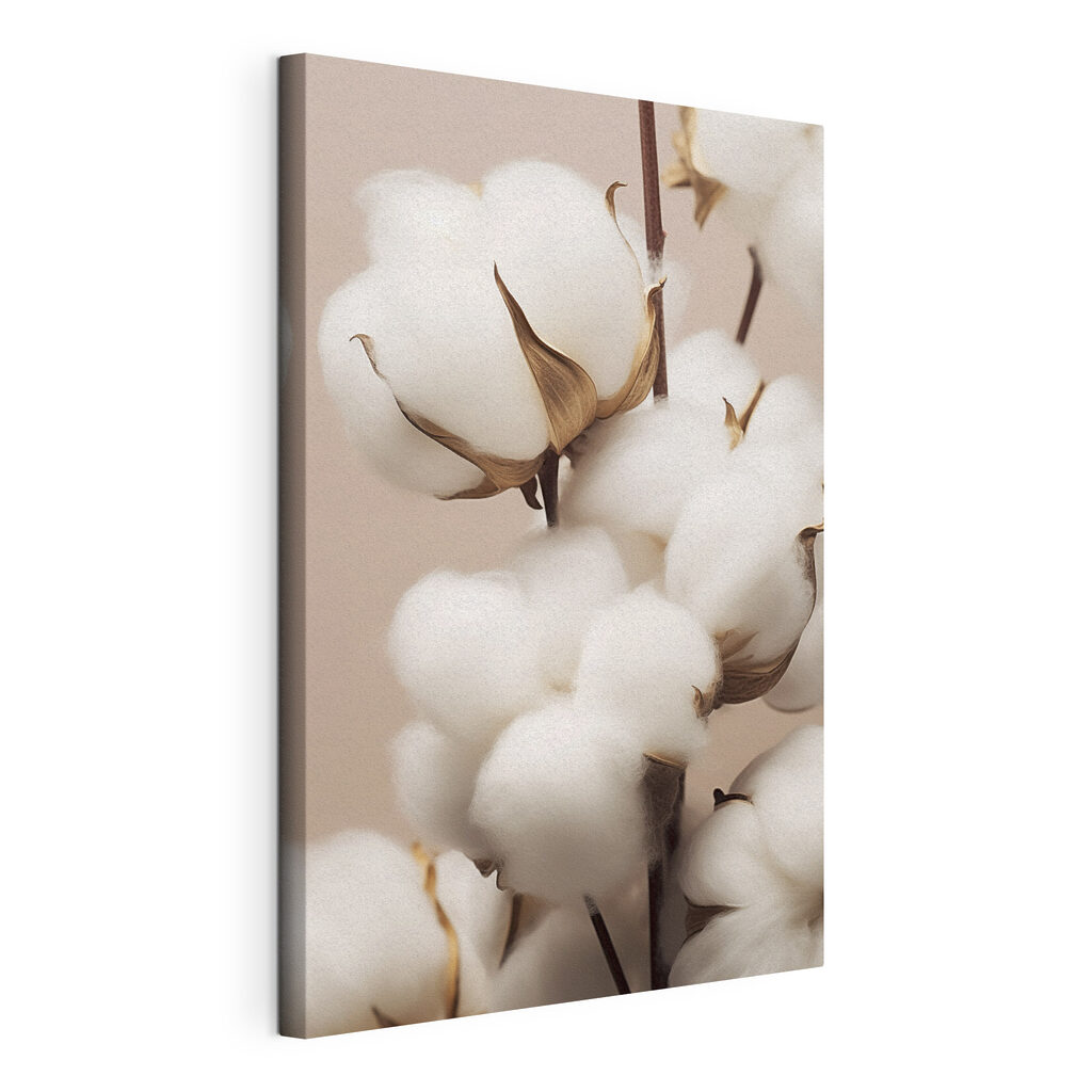Soft cotton blooms in gentle light Soft cotton blooms in gentle light