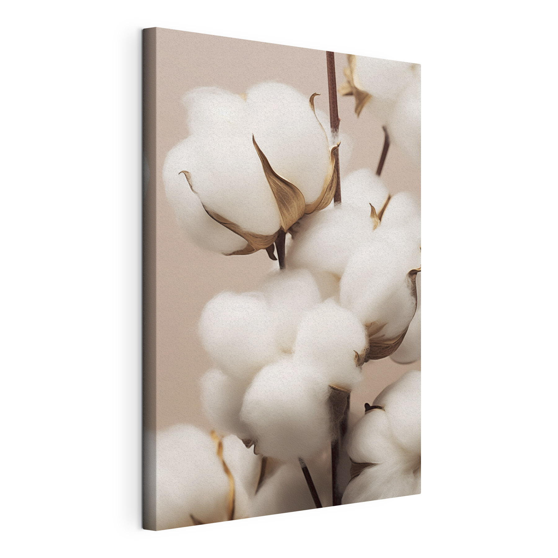 Soft cotton blooms in gentle light Soft cotton blooms in gentle light
