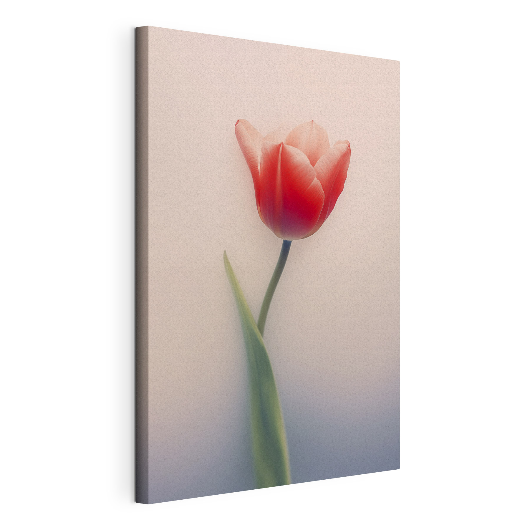 Soft petals in gentle light