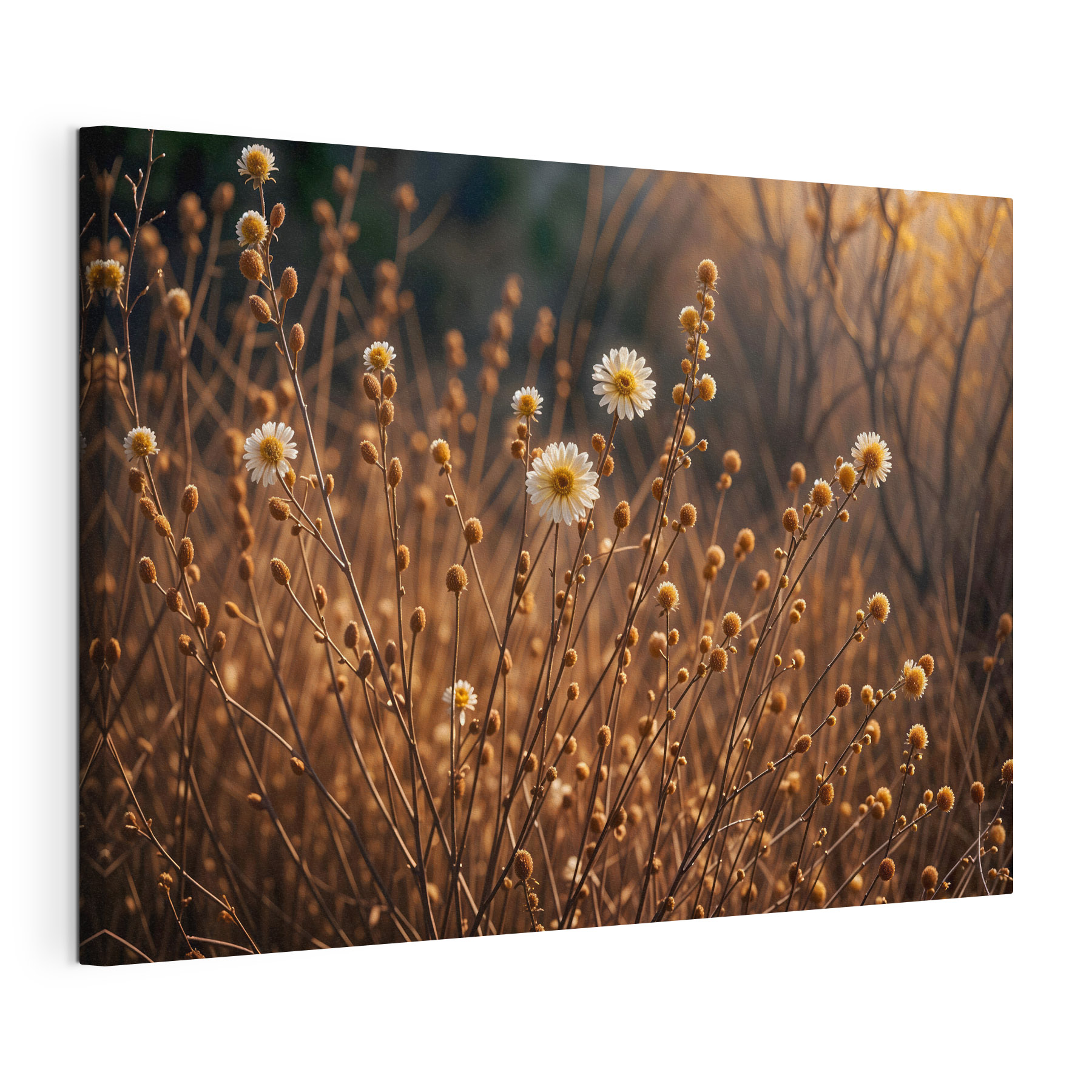 Group of white flowers on brown stems Group of white flowers on brown stems