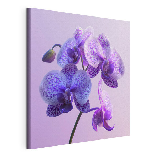 Purple and white orchid flower