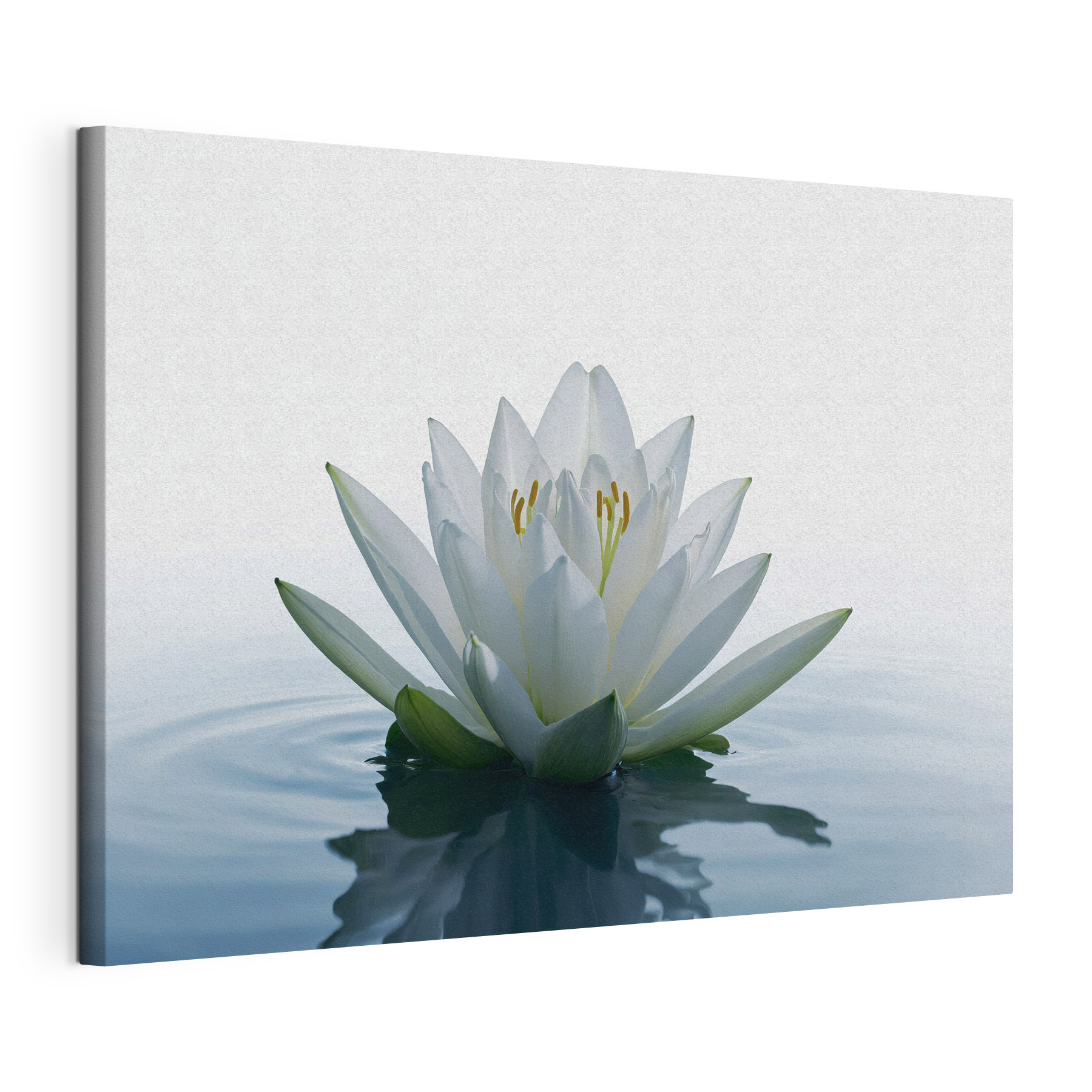 White flower in water White flower in water