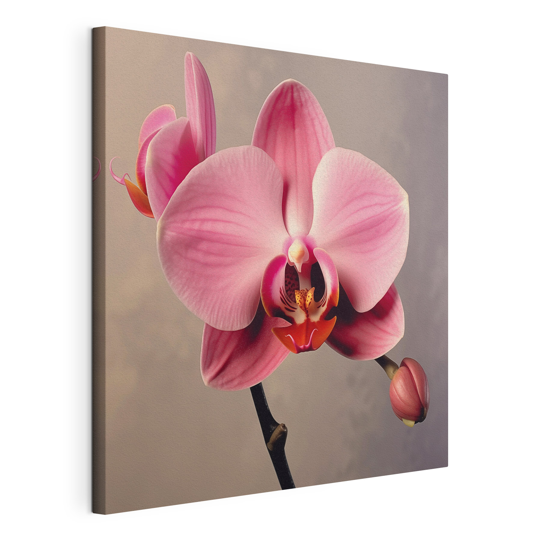 Delicate pink orchid in full bloom Delicate pink orchid in full bloom
