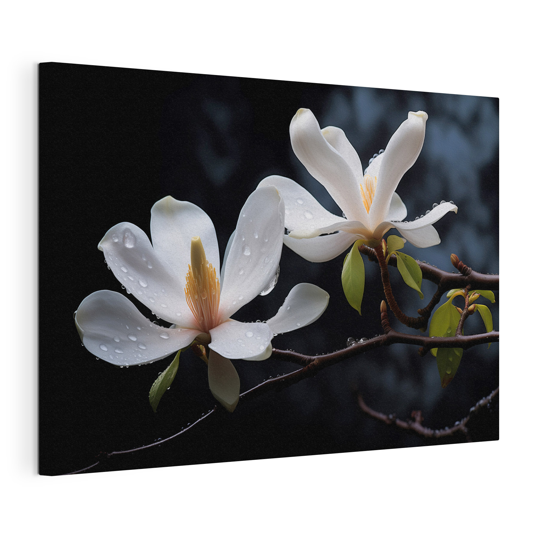 Delicate blossoms adorned with droplets