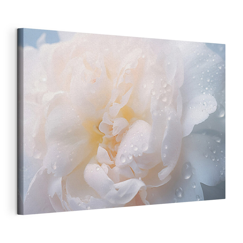 Delicate petals with glistening droplets Delicate petals with glistening droplets