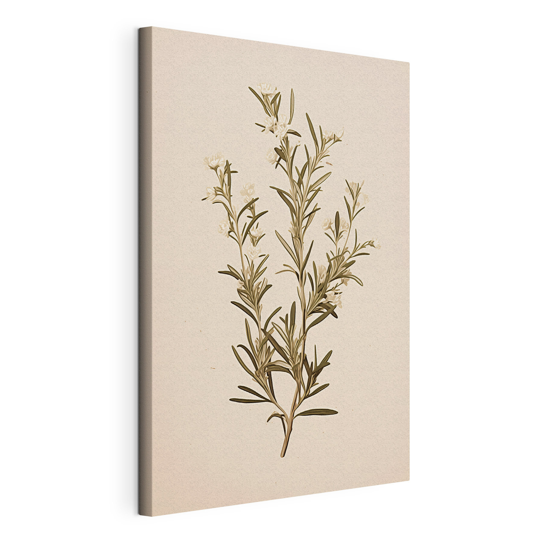 Plant with white flowers