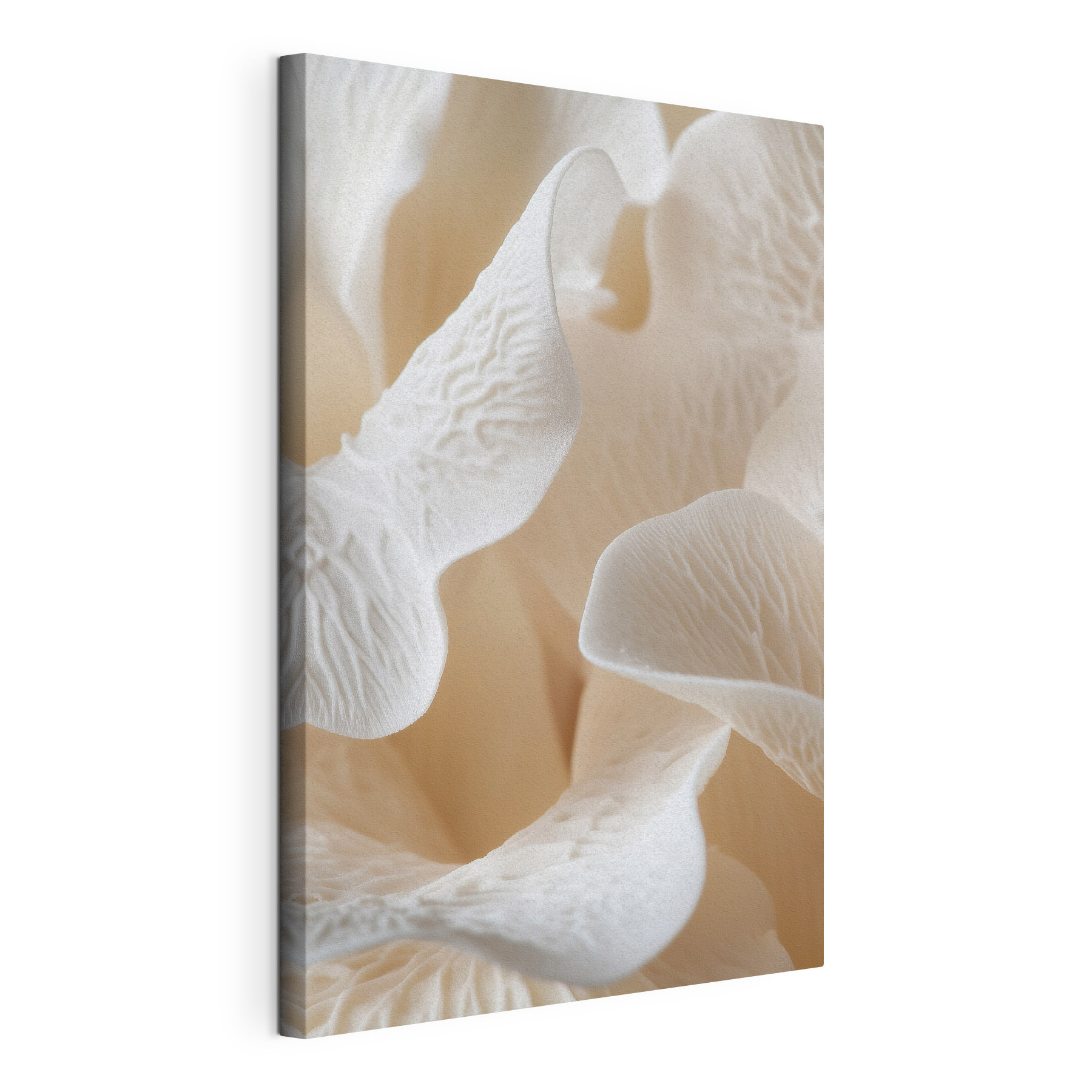 Delicate petals in soft harmony Delicate petals in soft harmony
