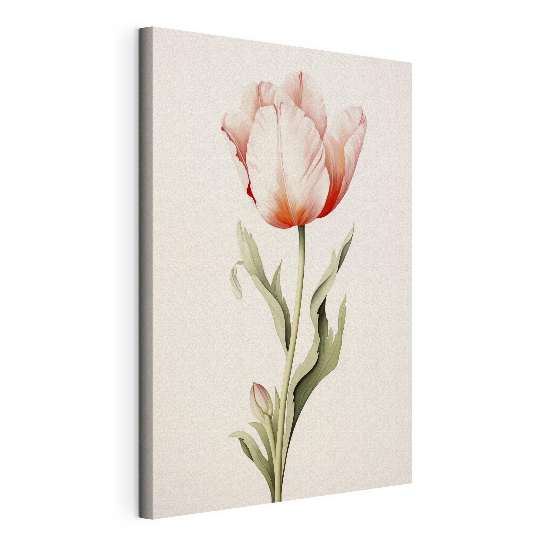 Delicate tulip in soft hues