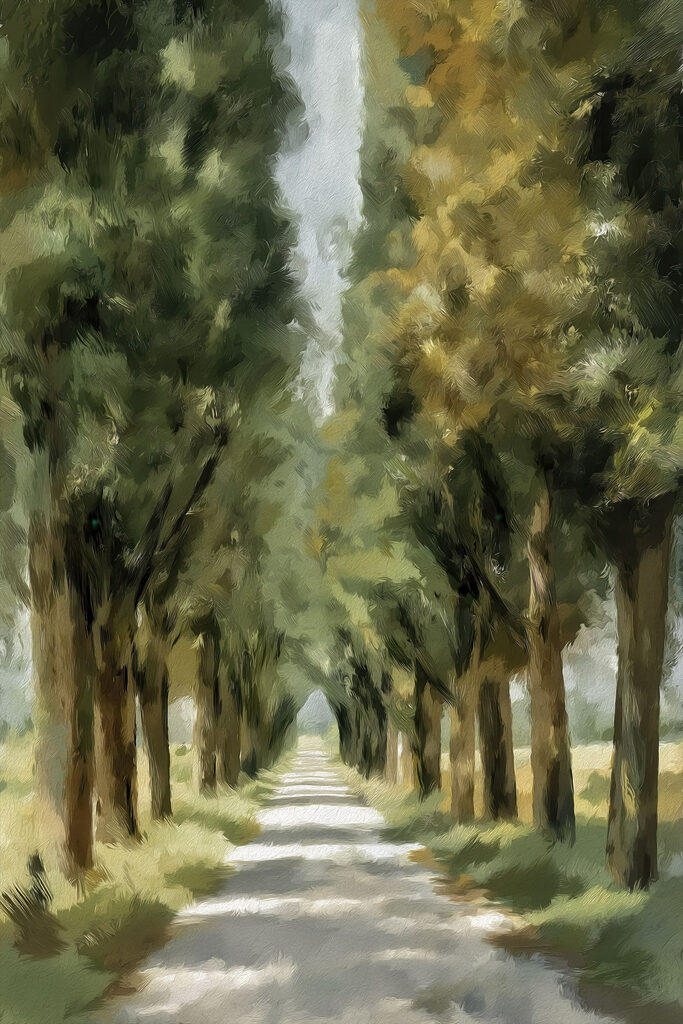 Road lined with trees Road lined with trees