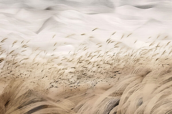 Field of wheat with snow