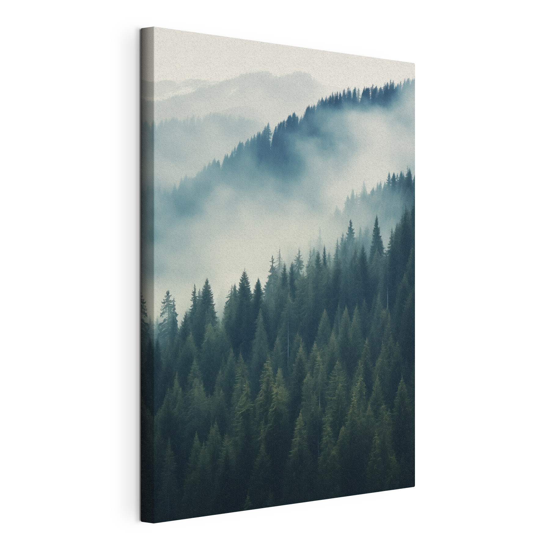 Forest of trees with fog