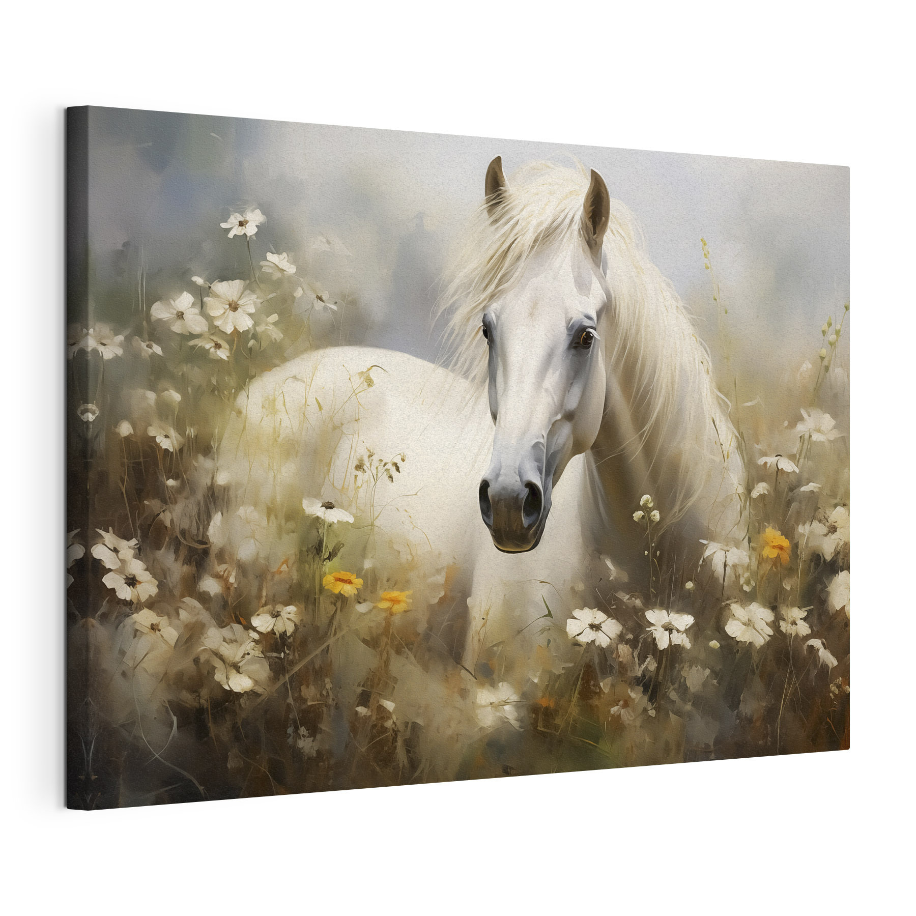 White horse in a field of flowers White horse in a field of flowers