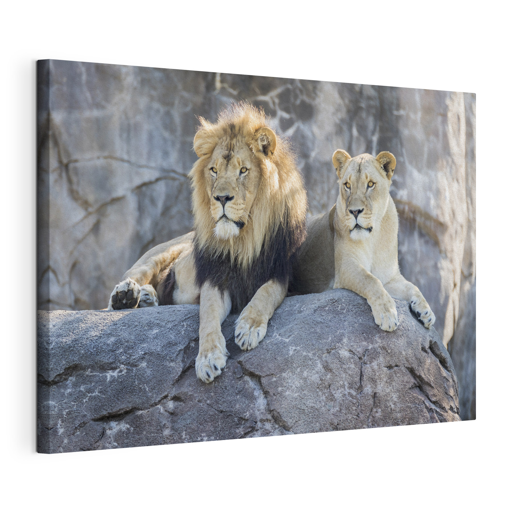 A couple of lions lying on a rock