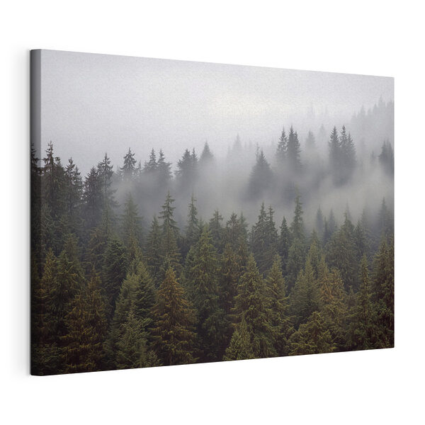 Gruppo di alberi avvolti dalla nebbia Quadri Gruppo di alberi avvolti dalla nebbia