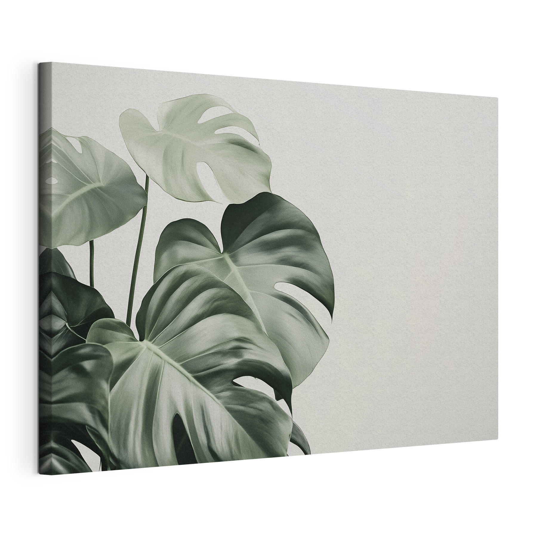 Lush green leaves in soft light
