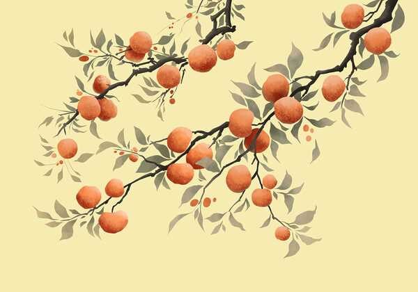 Branch with oranges on it