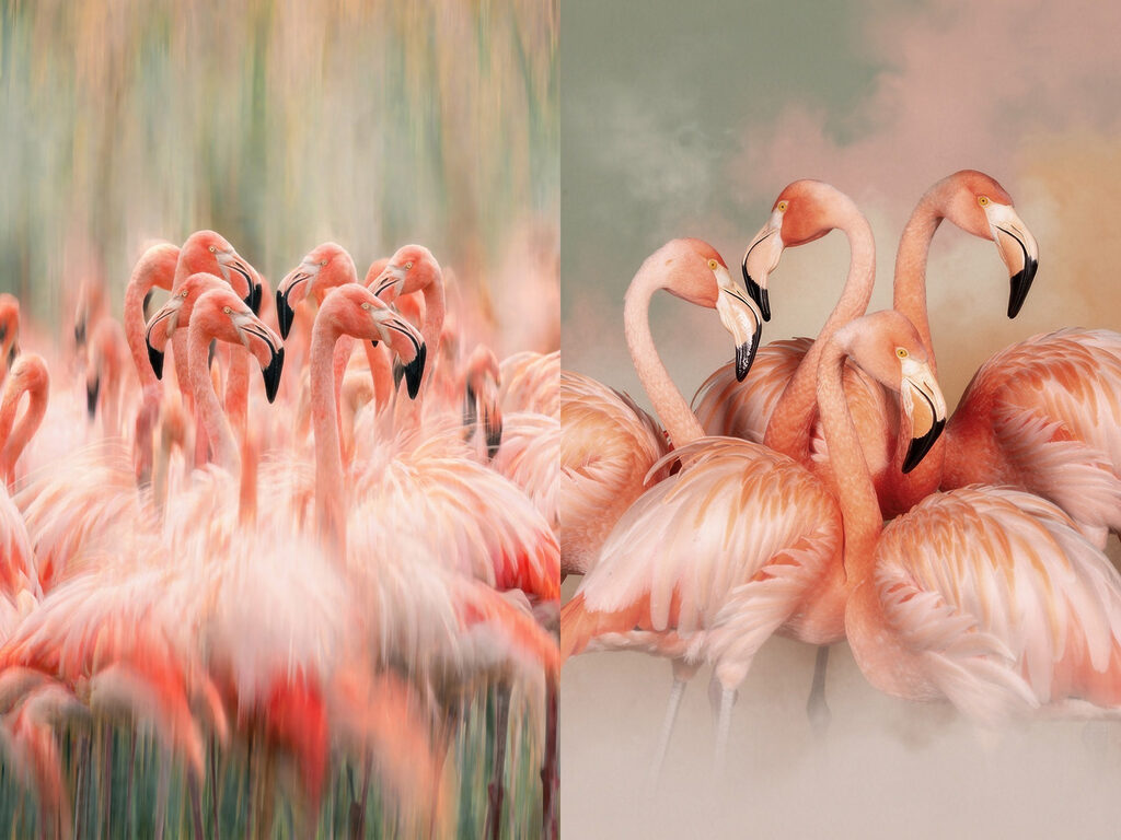 Group of flamingos standing together